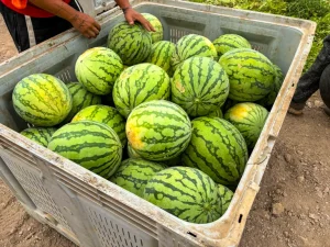 sandias - fecoam murcia