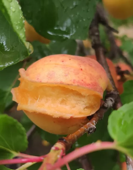 DANOS-FRUTA_SEGUROS-AGRARIOS