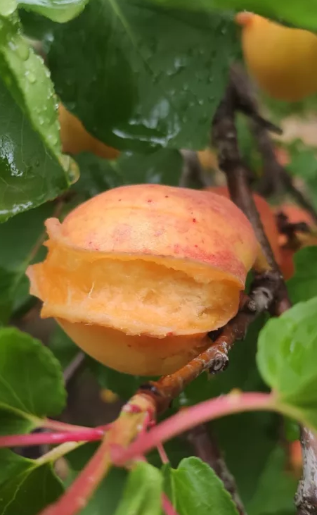 DANOS-FRUTA_SEGUROS-AGRARIOS