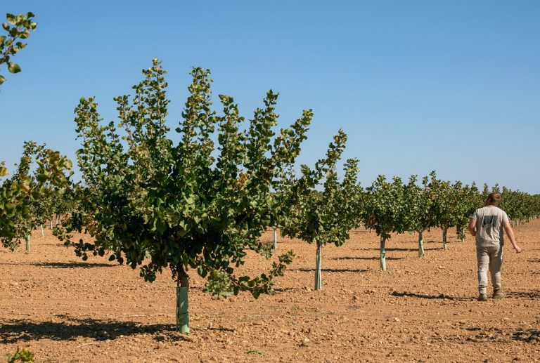 Pistachales de Víridi Horizons