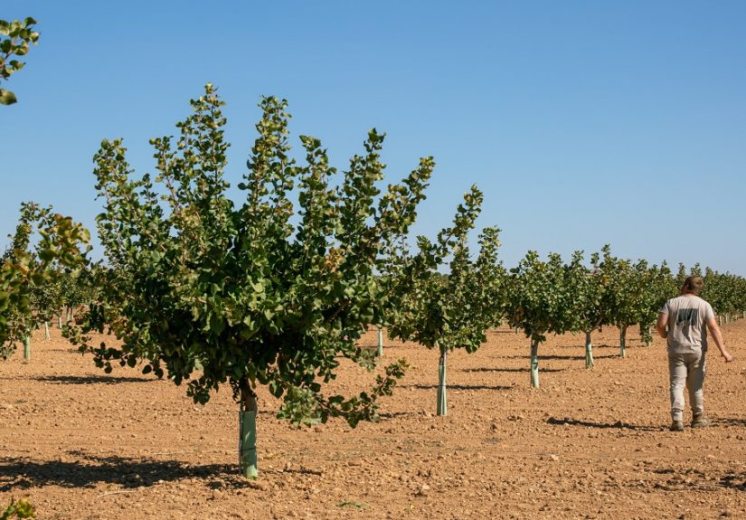 Pistachales de Víridi Horizons