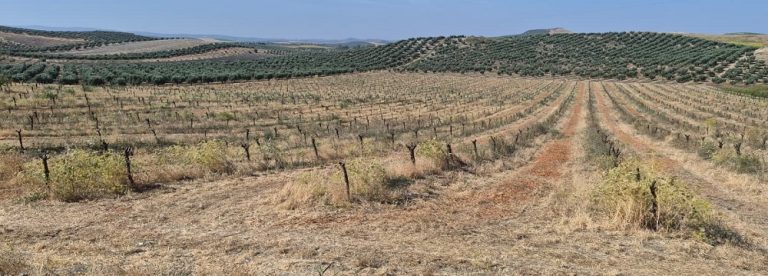 almendros muertos - Asaja Córdoba
