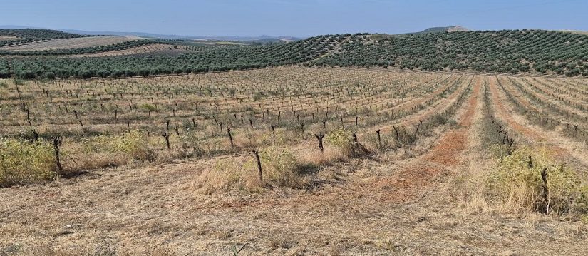 almendros muertos - Asaja Córdoba