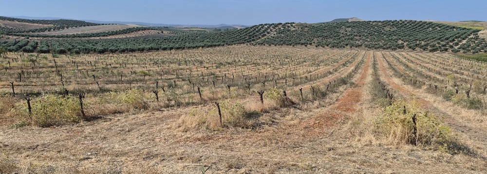 almendros muertos - Asaja Córdoba