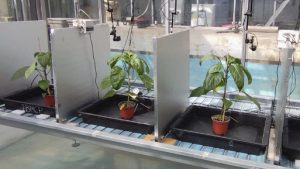 plantas que hablan