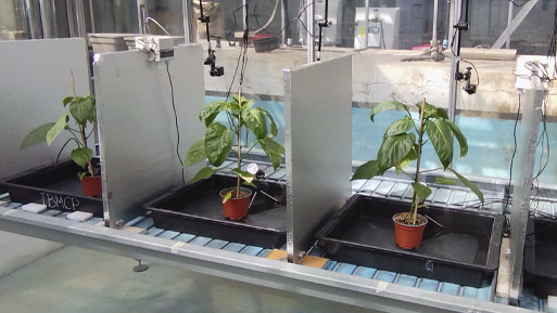 plantas que hablan