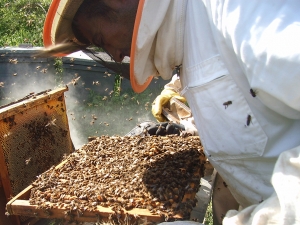 abejas - miel - Asaja