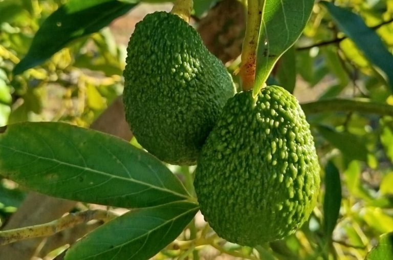 aguacate-768x508