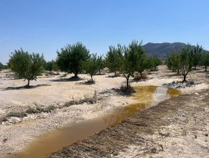 daños almendro_28-29junCOAG__1