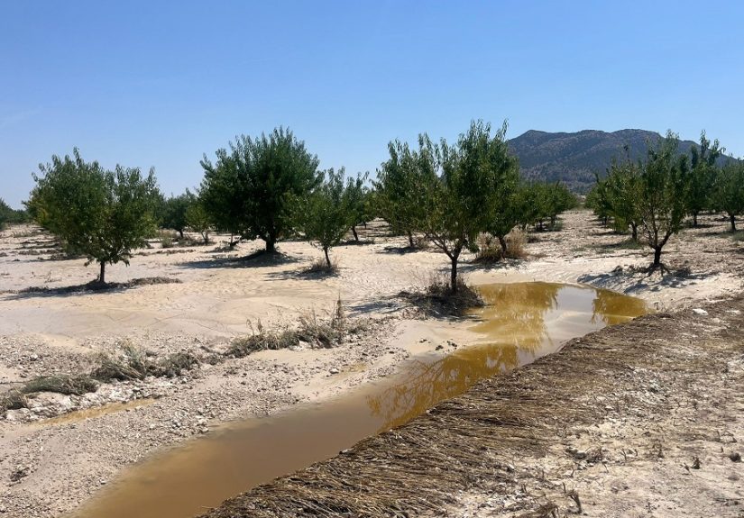 daños almendro_28-29junCOAG__1