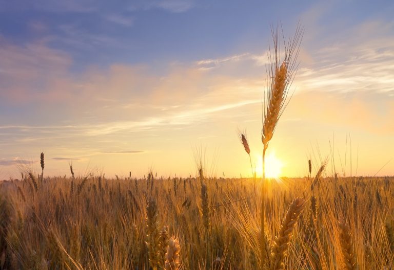 eclipse-solar-medio-rural-ingenieros-agricolas