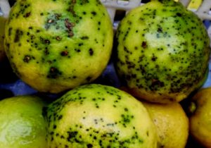 launios Mancha negra llimes