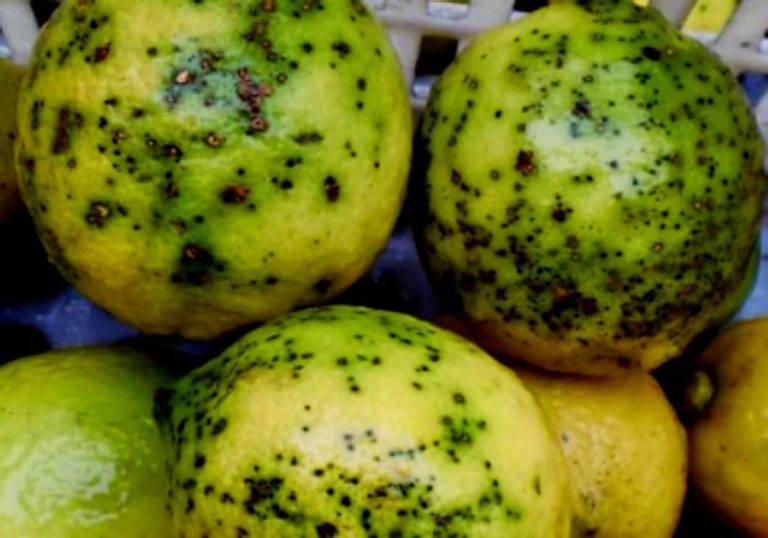 launios Mancha negra llimes