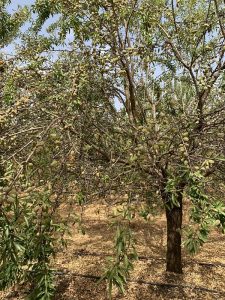 Almendras Asaja Córdoba