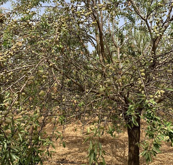 Almendras Asaja Córdoba