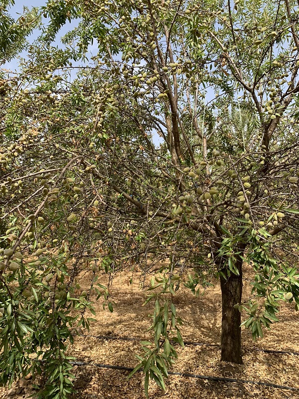 Almendras Asaja Córdoba