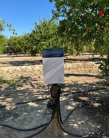 Gramola Projecto DOP Granadas de Elche