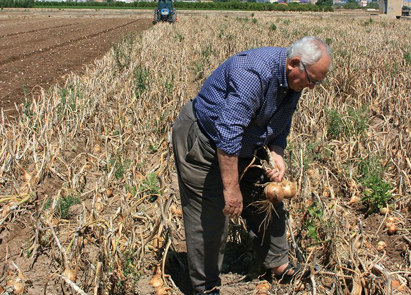 Valencia envejecimiento agricultura ava asaja