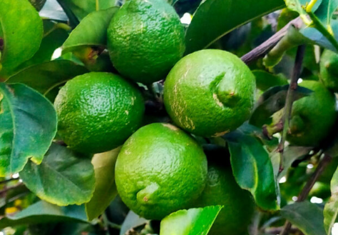 limones Asaja Alicante