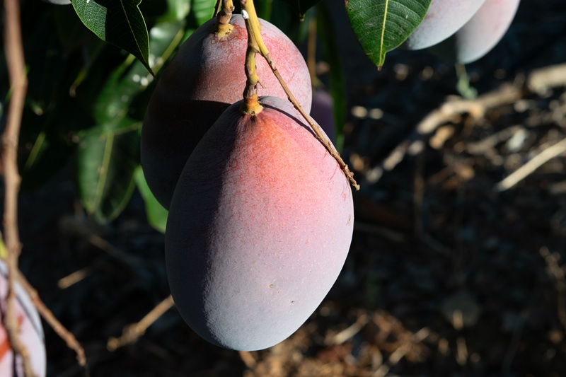 mango montosa