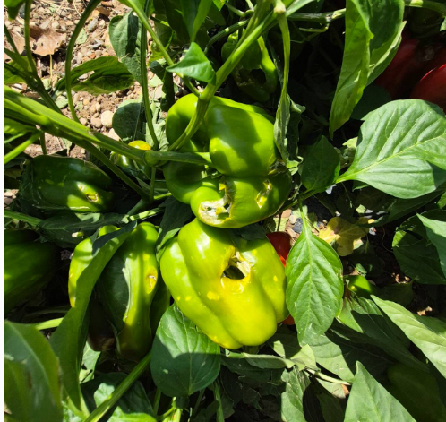 pimiento granizo agroseguro