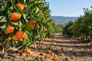 Citricos Cataluña - Unió de Pagesos