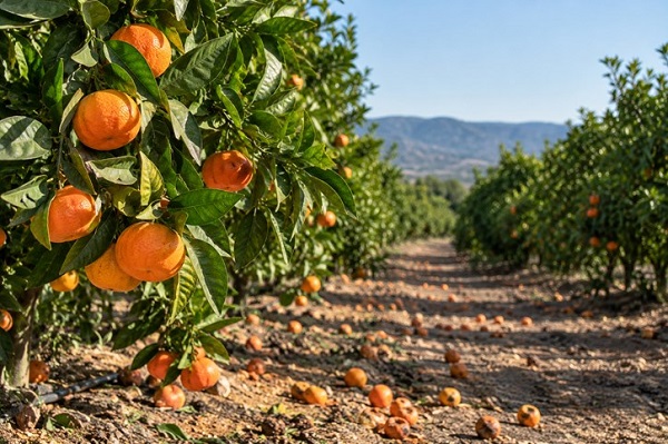 Citricos Cataluña - Unió de Pagesos