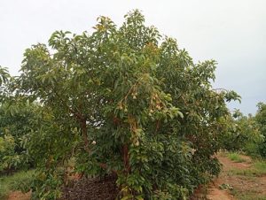 avocados alvocat la unio