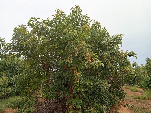 avocados alvocat la unio