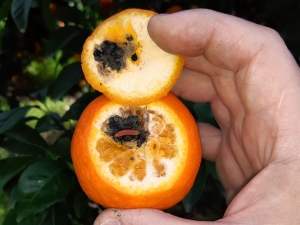 falsa polilla (Thaumatotibia leucotreta