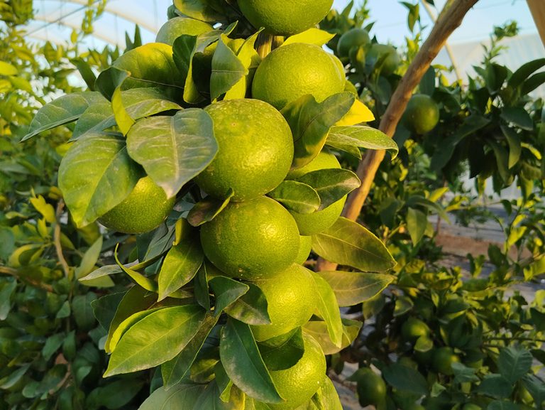 mandarinas_valencia
