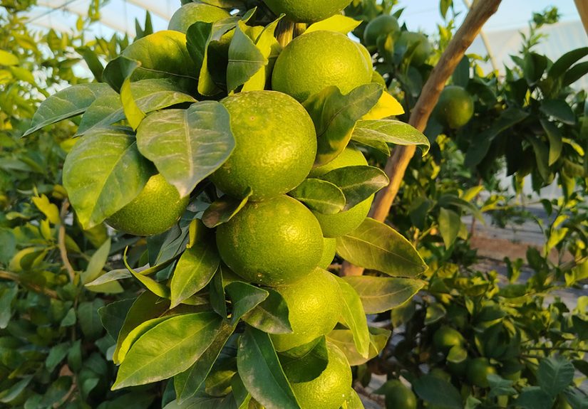 mandarinas_valencia