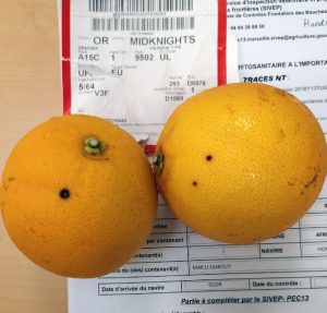 naranja mancha negra q