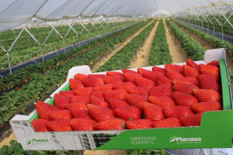 planasa caja fresas