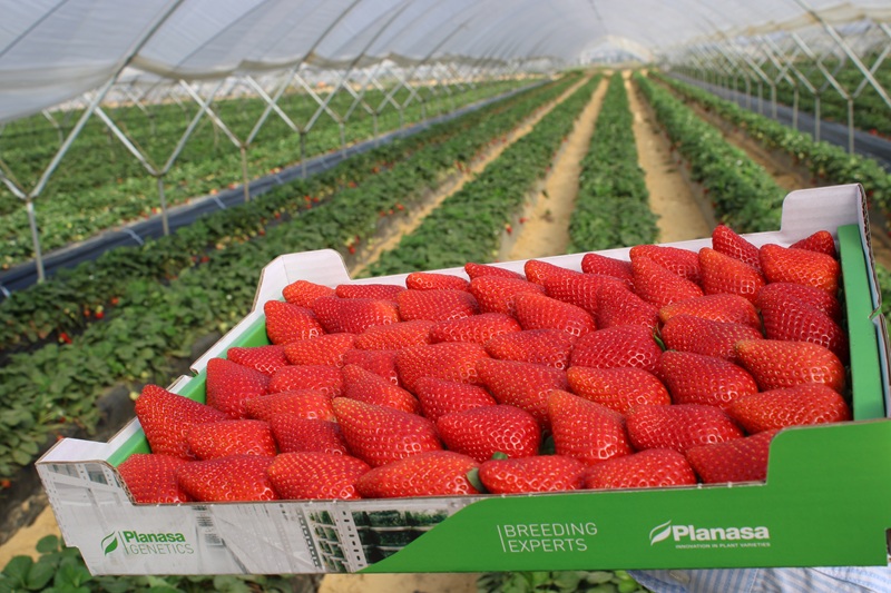 planasa caja fresas