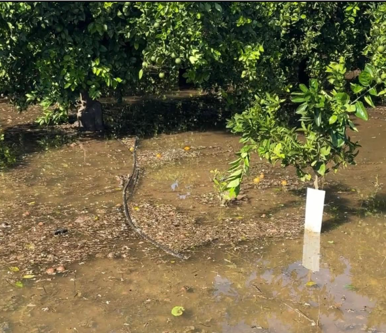 gva - campo citrico inundado