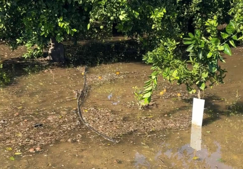 gva - campo citrico inundado